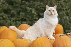 Ragdoll