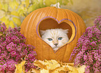 Ragdoll