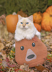Ragdoll
