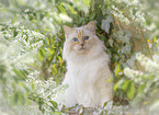 Ragdoll