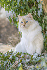 Ragdoll