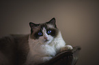 Ragdoll