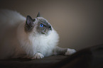 Ragdoll