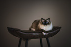 Ragdoll