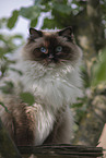 Ragdoll