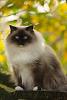 Ragdoll