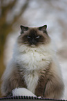 Ragdoll