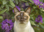 Siamese cat