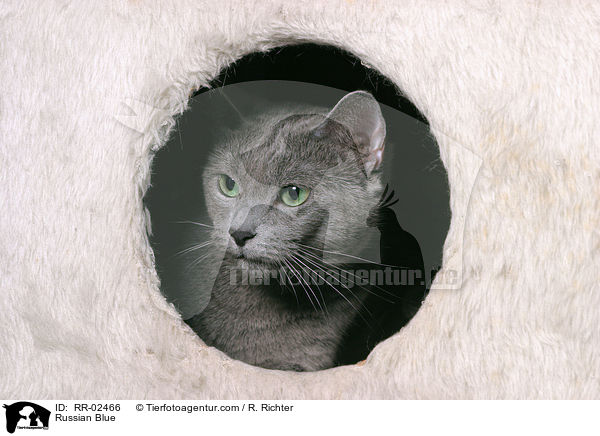 Russisch Blau / Russian Blue / RR-02466