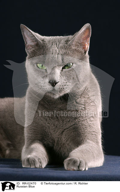 Russisch Blau / Russian Blue / RR-02470