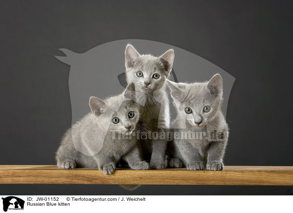 Russisch Blau Ktzchen / Russian Blue kitten / JW-01152
