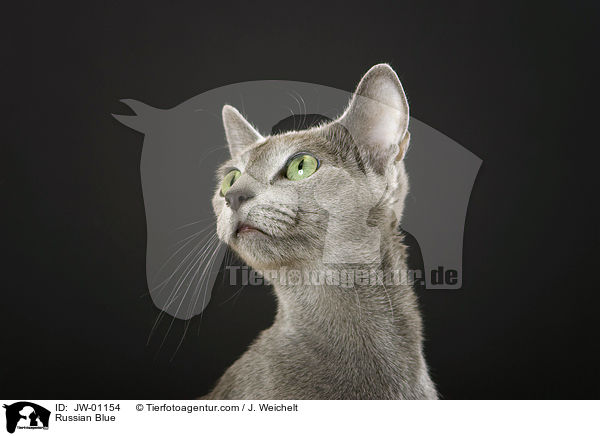 Russisch Blau / Russian Blue / JW-01154