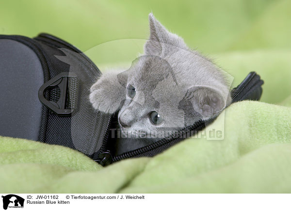 Russisch Blau Ktzchen / Russian Blue kitten / JW-01162
