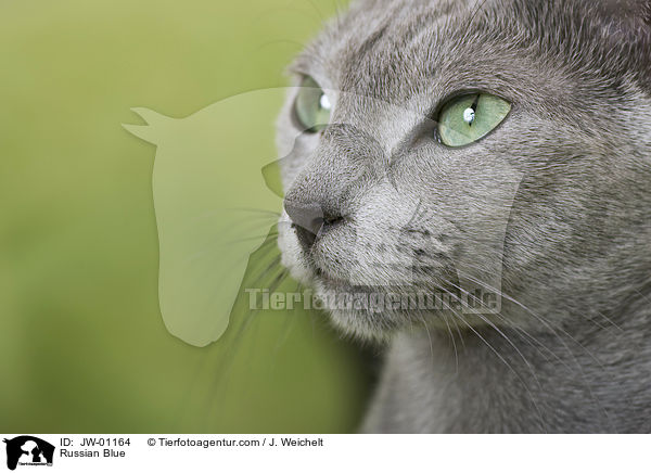 Russisch Blau / Russian Blue / JW-01164