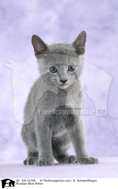 Russian Blue Kitten / SS-10186