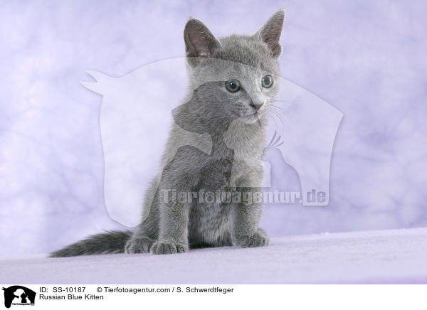 Russian Blue Kitten / SS-10187