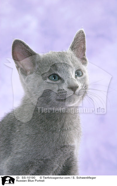 Russian Blue Portrait / SS-10190