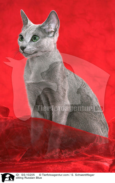 sitzende Russisch Blau / sitting Russian Blue / SS-10205