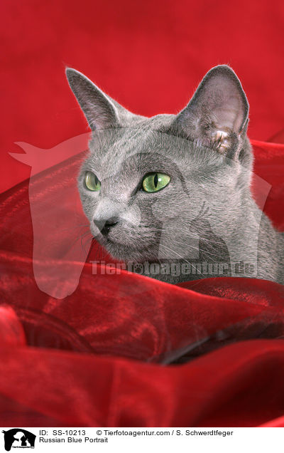 Russisch Blau Portrait / Russian Blue Portrait / SS-10213