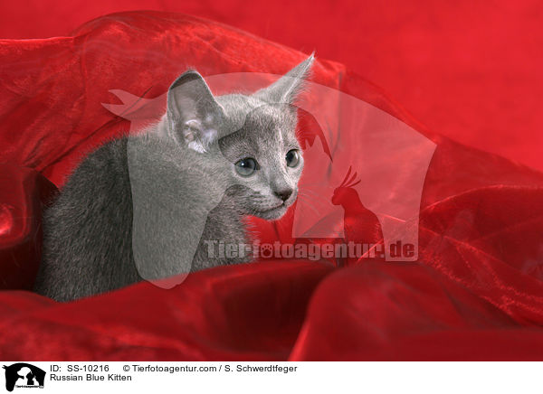Russisch Blau Ktzchen / Russian Blue Kitten / SS-10216