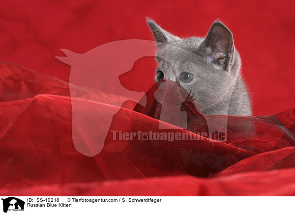 Russian Blue Kitten / SS-10218