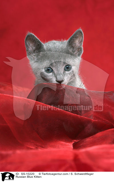 Russian Blue Kitten / SS-10220
