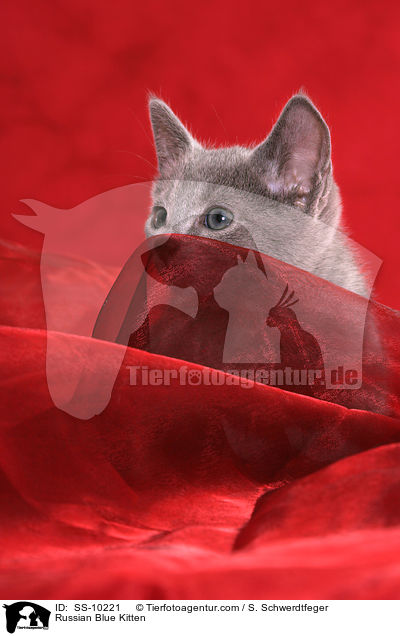Russisch Blau Ktzchen / Russian Blue Kitten / SS-10221