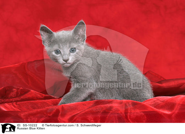 Russian Blue Kitten / SS-10222