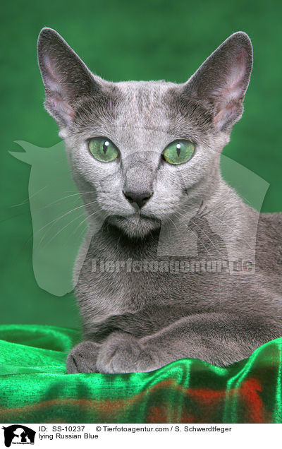 liegende Russisch Blau / lying Russian Blue / SS-10237