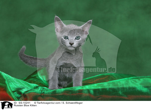 Russian Blue Kitten / SS-10241