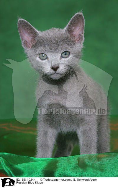 Russian Blue Kitten / SS-10244
