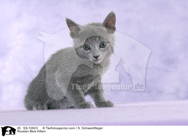 Russian Blue Kitten / SS-10623