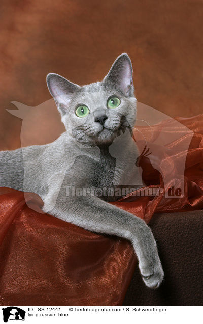 liegende Russisch Blau / lying russian blue / SS-12441