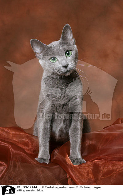 sitzende Russisch Blau / sitting russian blue / SS-12444