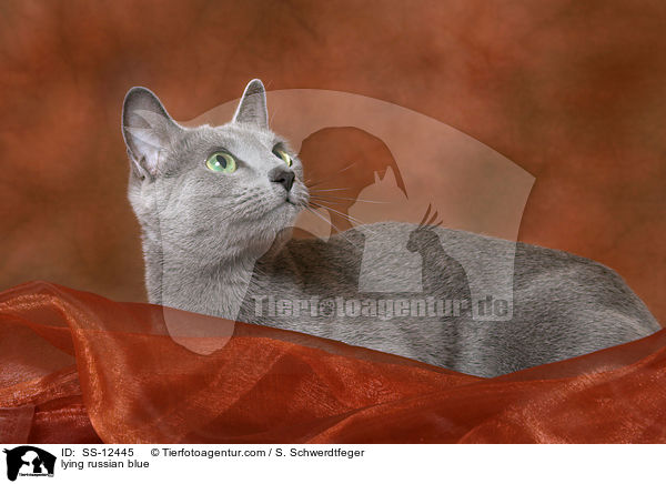 liegende Russisch Blau / lying russian blue / SS-12445