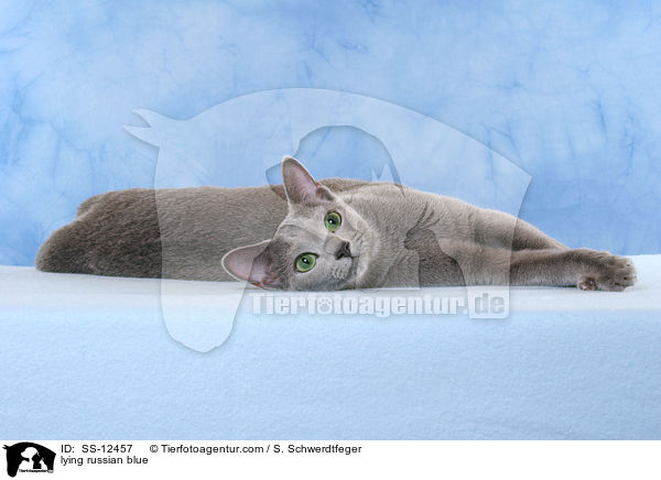 liegende Russisch Blau / lying russian blue / SS-12457
