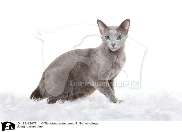 sitzende Russisch Blau / sitting russian blue / SS-12477
