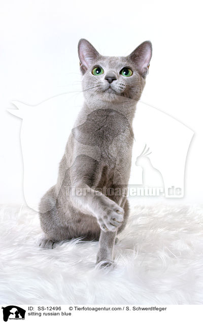 sitzende Russisch Blau / sitting russian blue / SS-12496