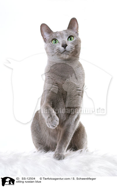 sitzende Russisch Blau / sitting russian blue / SS-12504