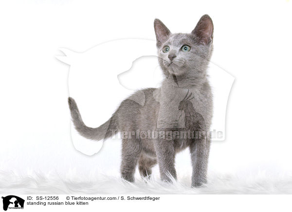 standing russian blue kitten / SS-12556