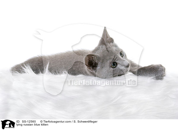 lying russian blue kitten / SS-12560