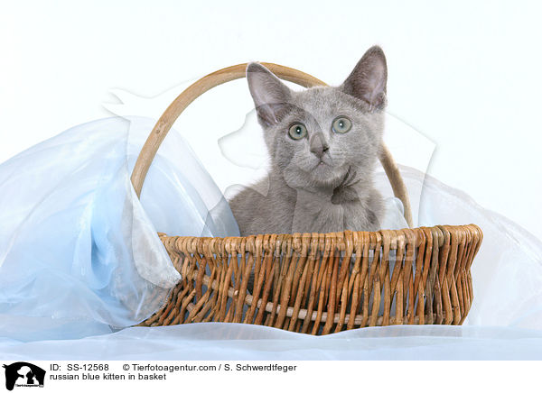 Russisch Blau Ktzchen im Krbchen / russian blue kitten in basket / SS-12568