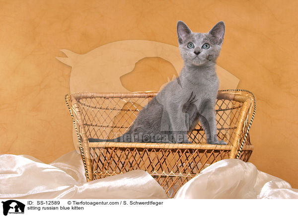 sitzende Russisch Blau Ktzchen / sitting russian blue kitten / SS-12589