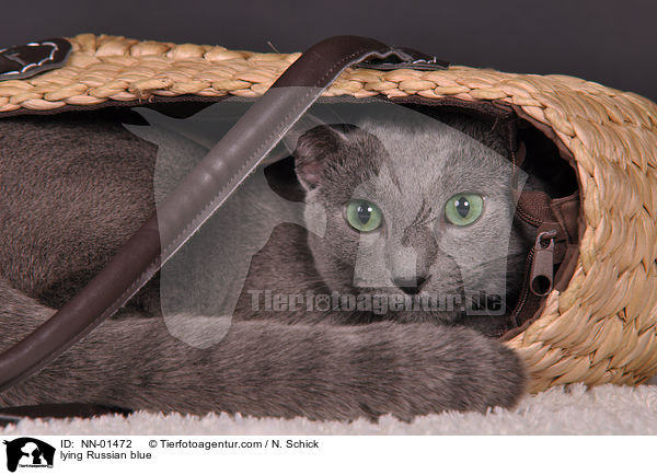 liegende Russisch Blau / lying Russian blue / NN-01472