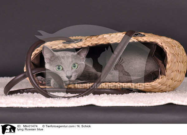 liegende Russisch Blau / lying Russian blue / NN-01474