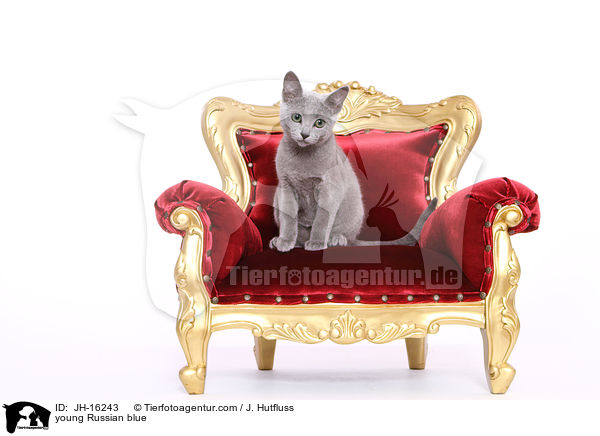 junge Russisch Blau / young Russian blue / JH-16243