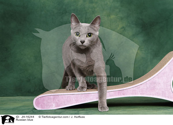 Russisch Blau / Russian blue / JH-16244