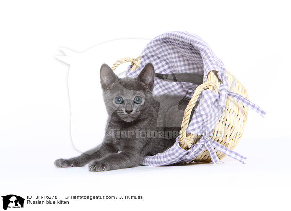 Russian blue kitten / JH-16278