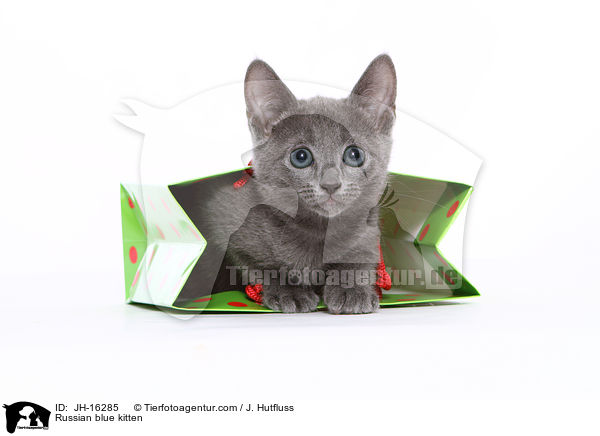 Russisch Blau Ktzchen / Russian blue kitten / JH-16285