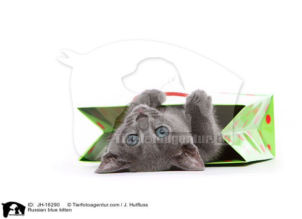 Russian blue kitten / JH-16290